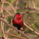 Crimson Finch (image by Hannu Jännes)