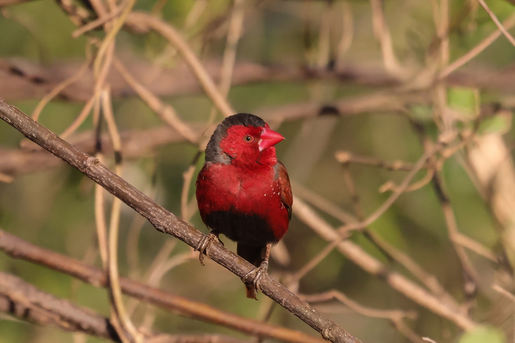 Crimson Finch (image by Hannu Jännes)