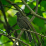 Dark-eared Myza (image by Dave Farrow)
