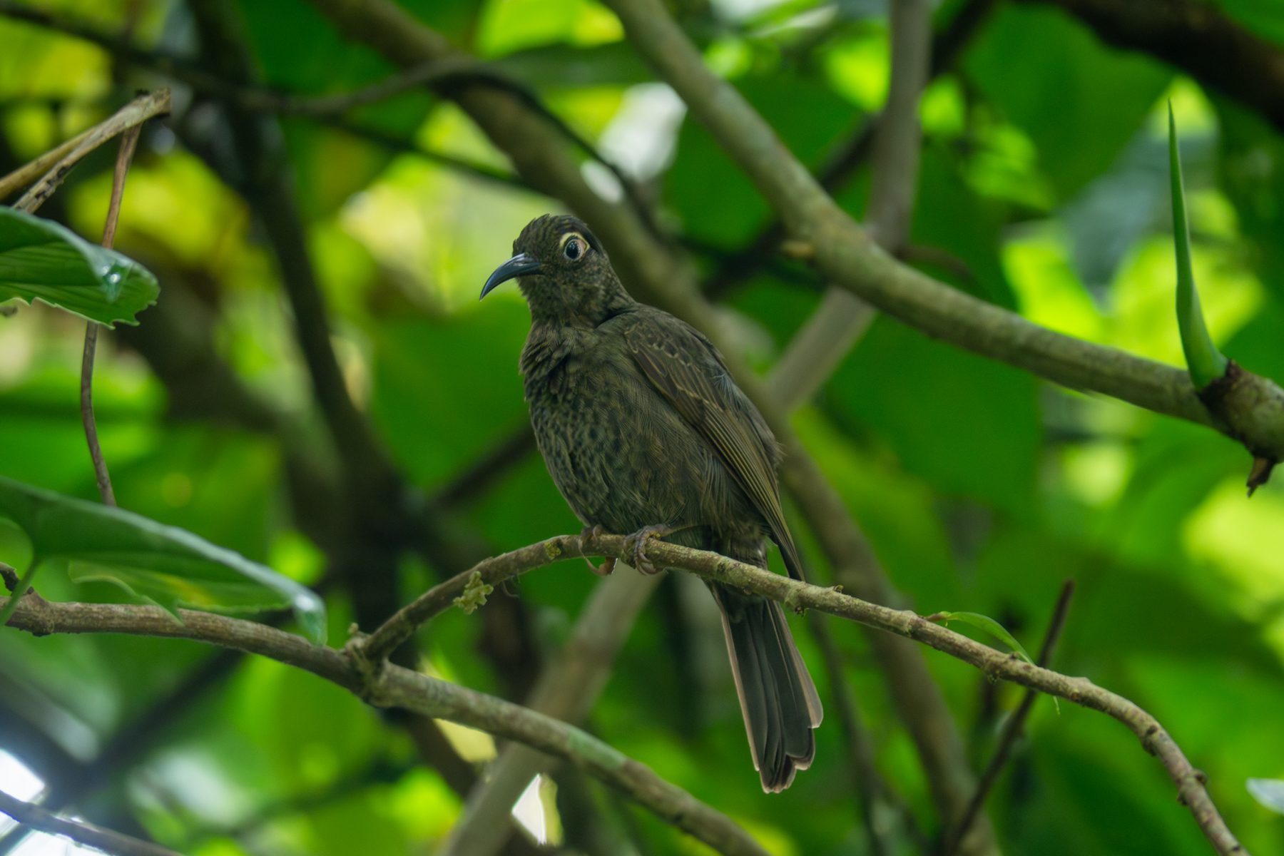 Dark-eared Myza (image by Dave Farrow)