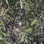 Dartford Warbler (image by Diedert Koppenol)