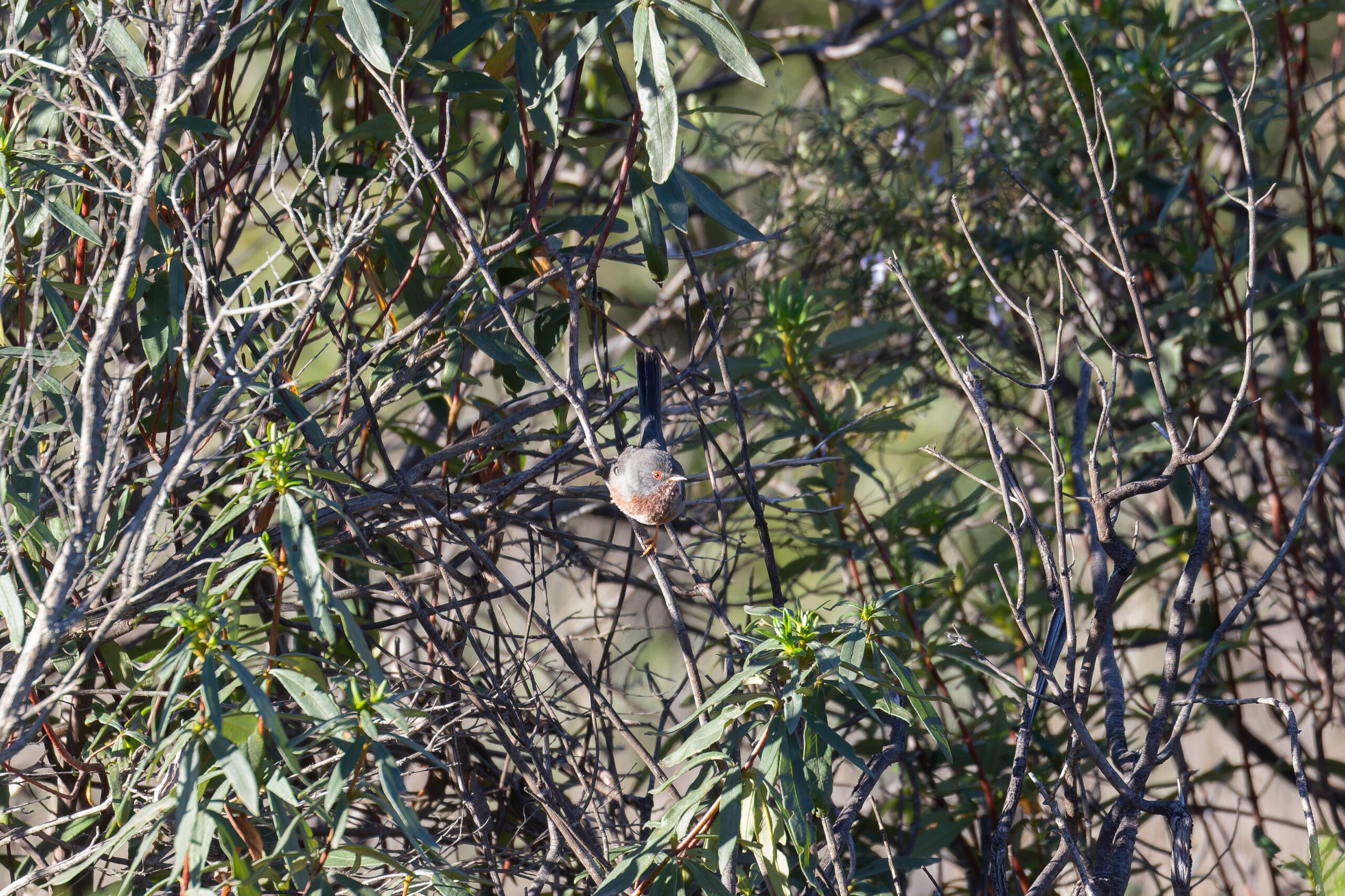 Dartford Warbler (image by Diedert Koppenol)