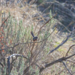 Dartford Warbler (image by Diedert Koppenol)