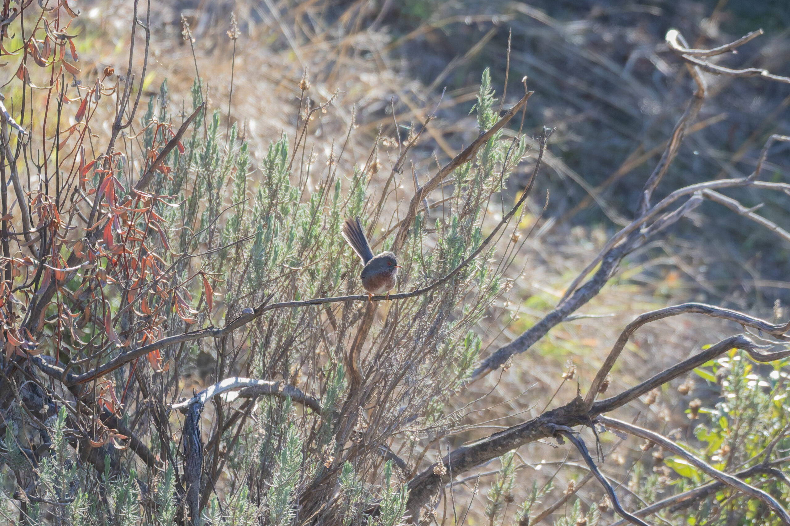 Dartford Warbler (image by Diedert Koppenol)