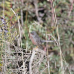 Dartford Warbler (image by Diedert Koppenol)
