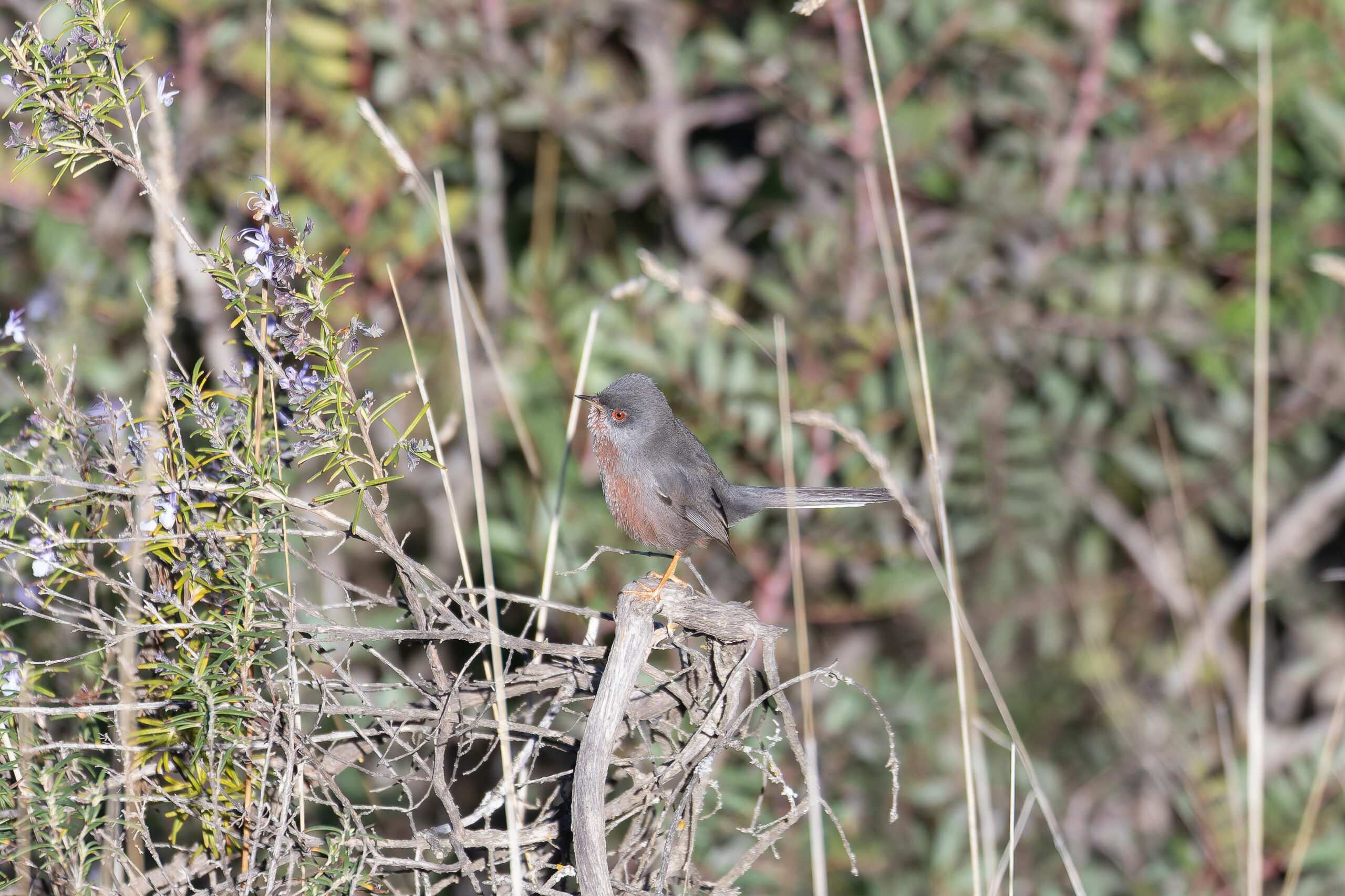 Dartford Warbler (image by Diedert Koppenol)