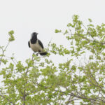 Daurian Jackdaws (image by Diedert Koppenol)