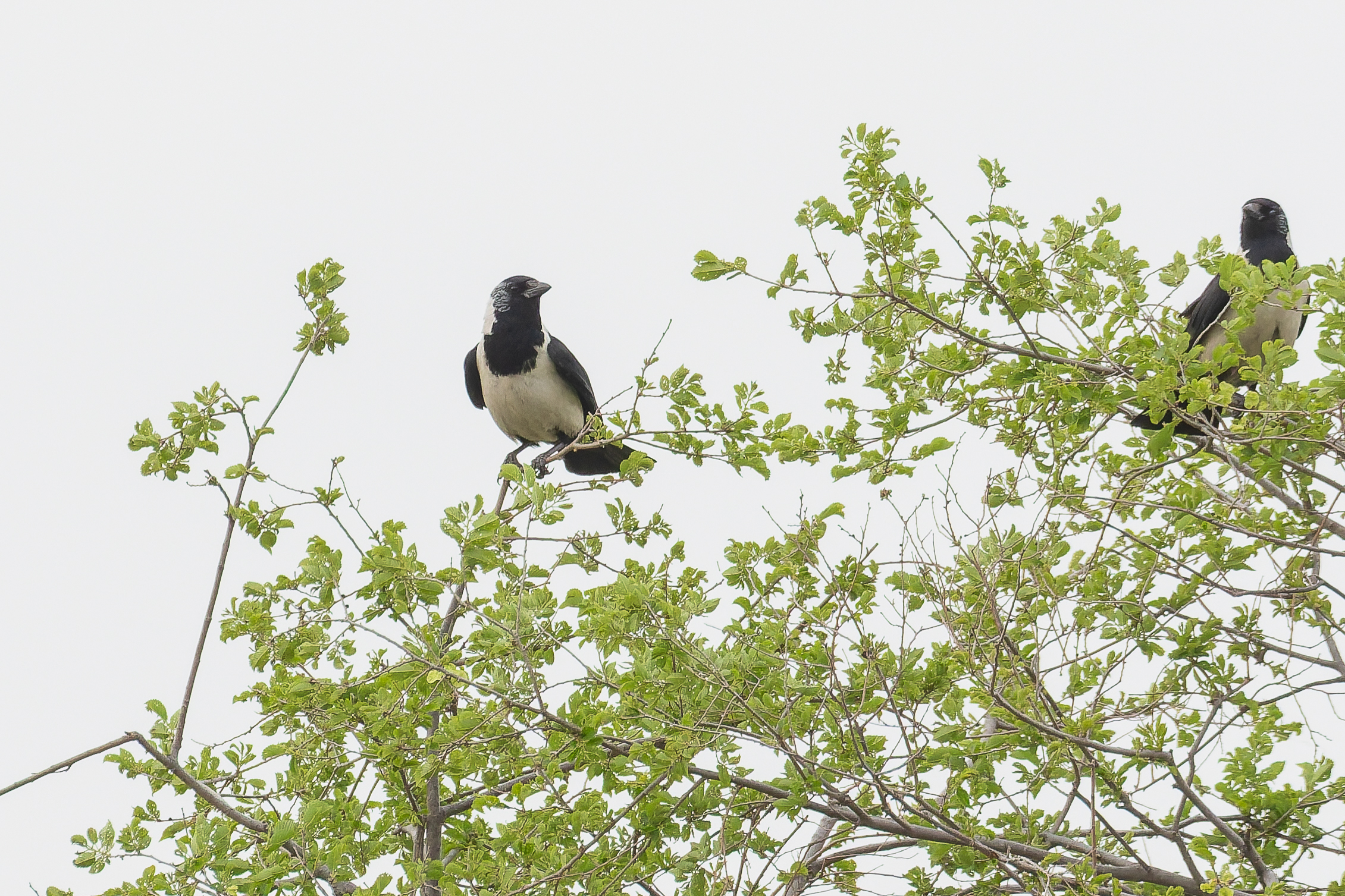 Daurian Jackdaws (image by Diedert Koppenol)