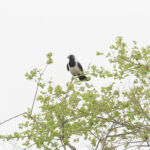 Daurian Jackdaws (image by Diedert Koppenol)