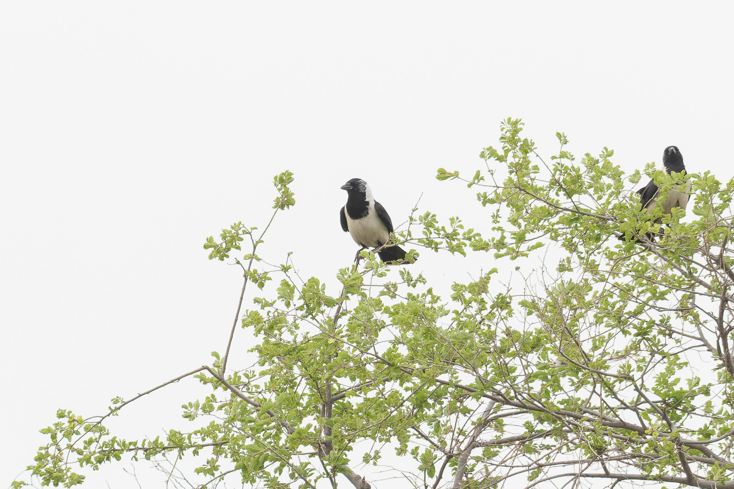 Daurian Jackdaws (image by Diedert Koppenol)