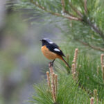 Daurian Redstart (image by Diedert Koppenol)