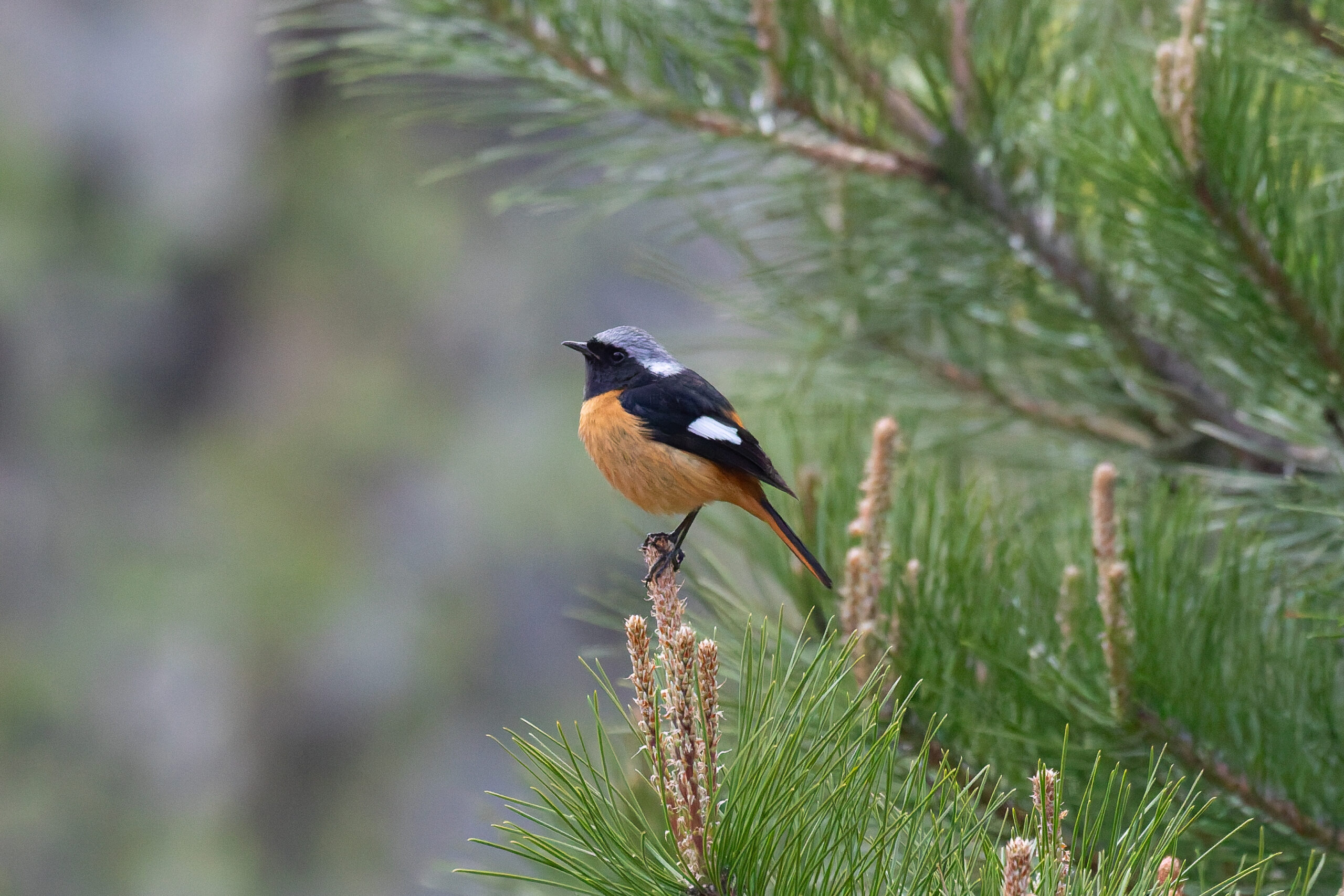 Daurian Redstart (image by Diedert Koppenol)