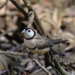Double-barred Finch (image by Hannu Jännes)