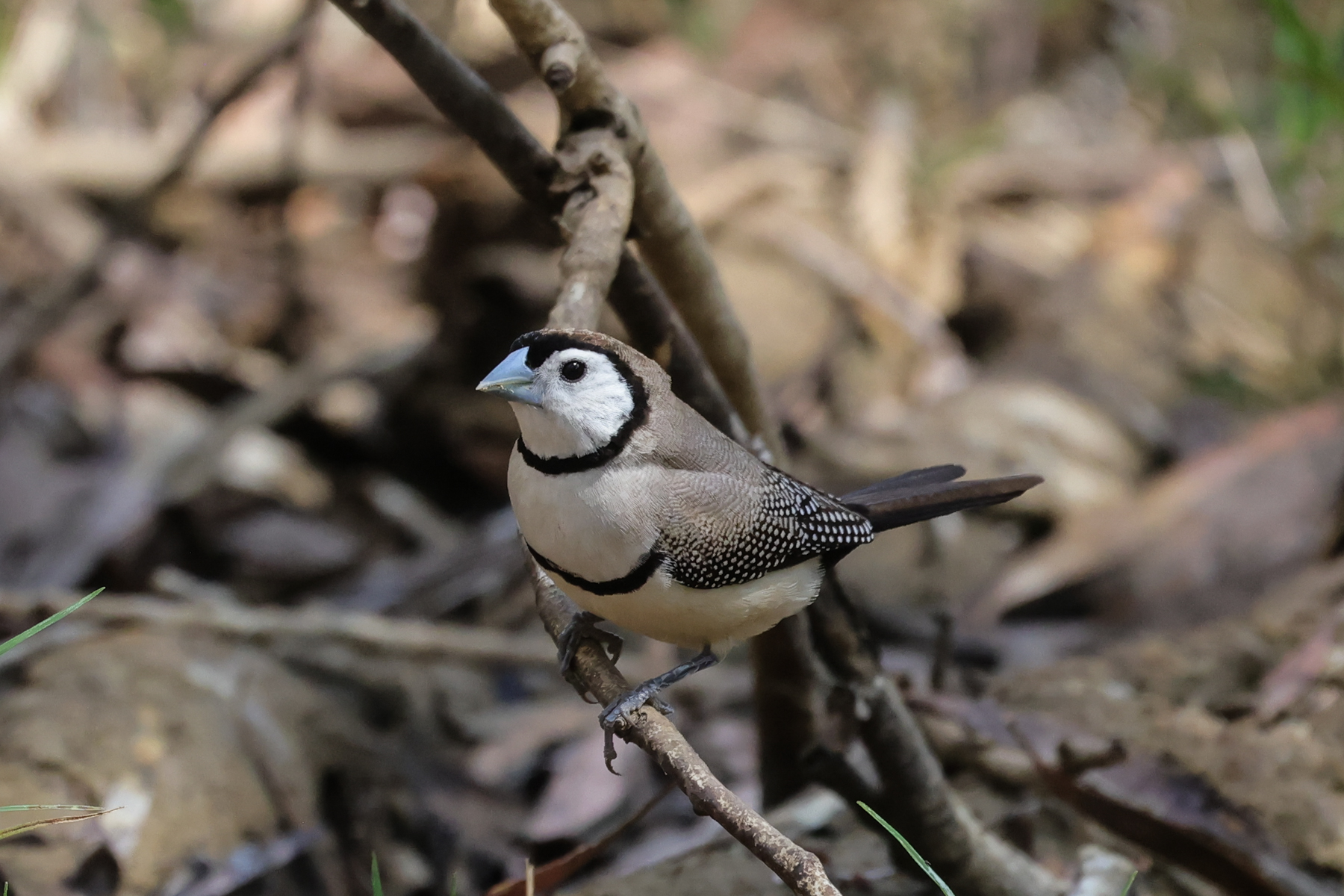 Double-barred Finch (image by Hannu Jännes)