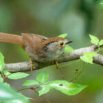 Dusky Fulvetta (image by Diedert Koppenol)