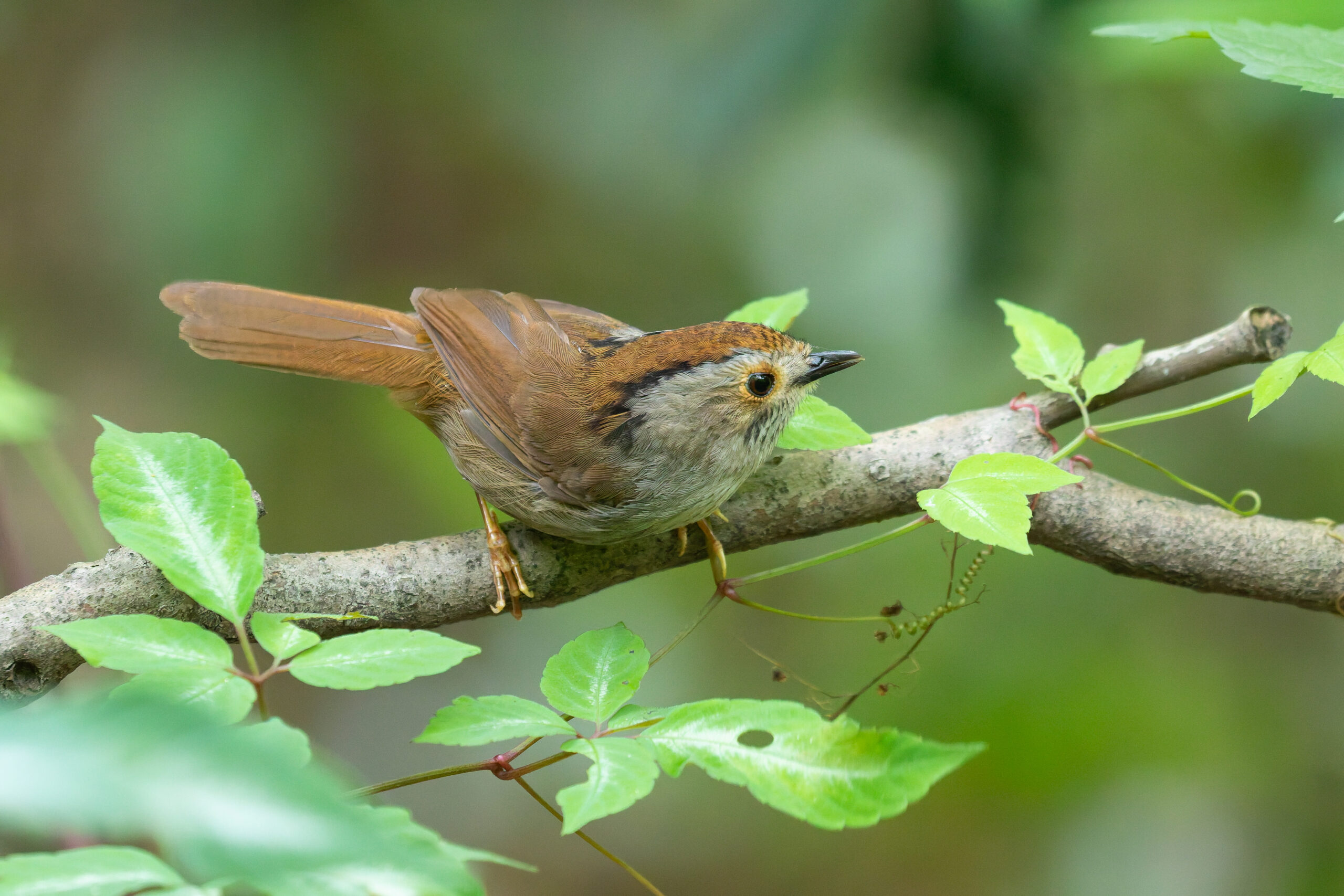 Dusky Fulvetta (image by Diedert Koppenol)