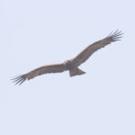 Wahlberg's Eagle (image by Diedert Koppenol)