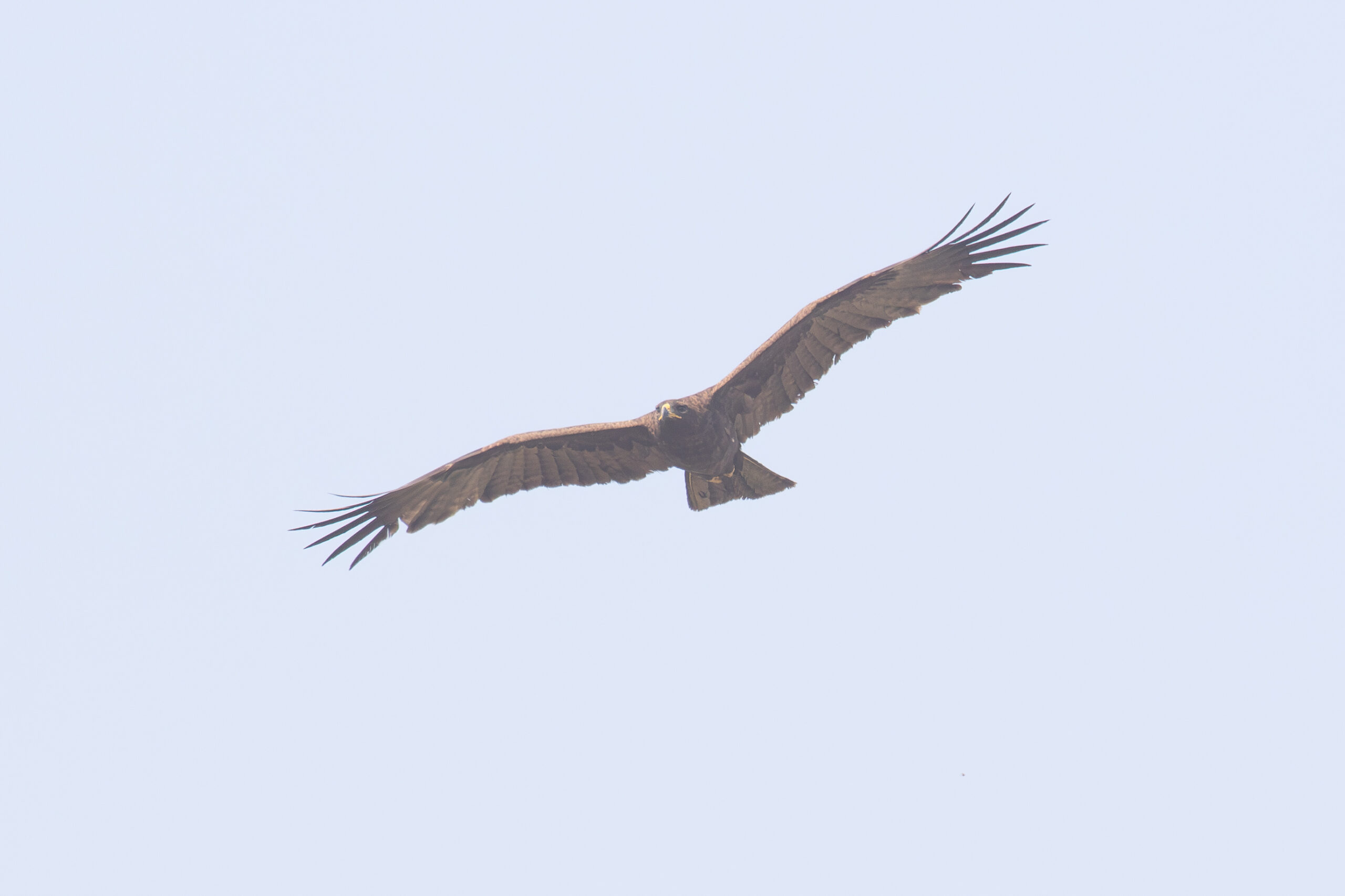 Wahlberg's Eagle (image by Diedert Koppenol)