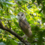 Eastern Barn Owl (image by Sjoerd Radstaak)