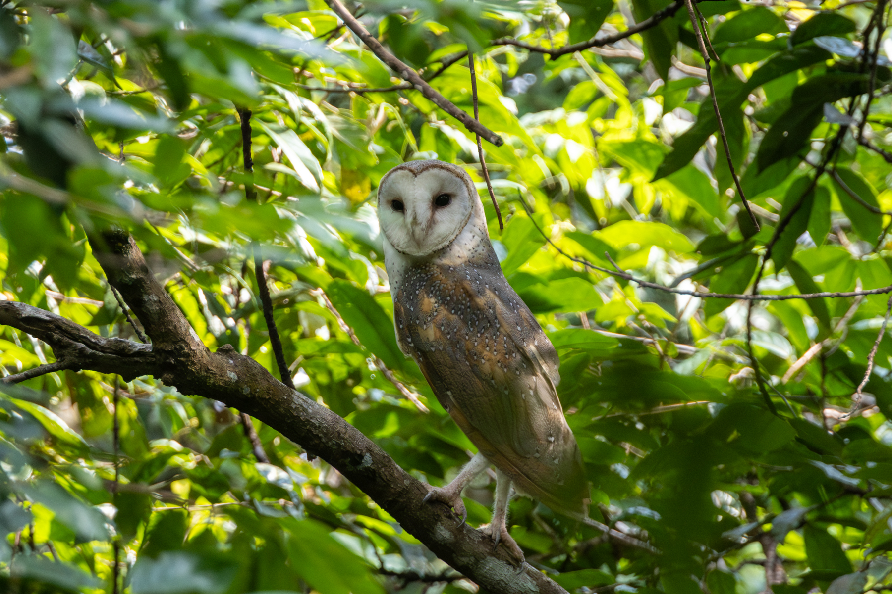 Eastern Barn Owl (image by Sjoerd Radstaak)