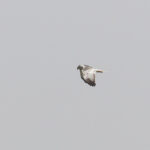 Eastern Marsh Harrier (image by Diedert Koppenol)