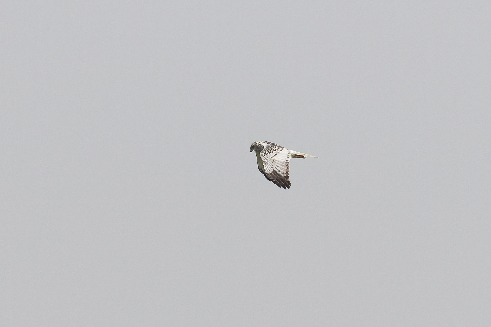 Eastern Marsh Harrier (image by Diedert Koppenol)