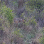 Eastern Roe Deer (image by Diedert Koppenol)