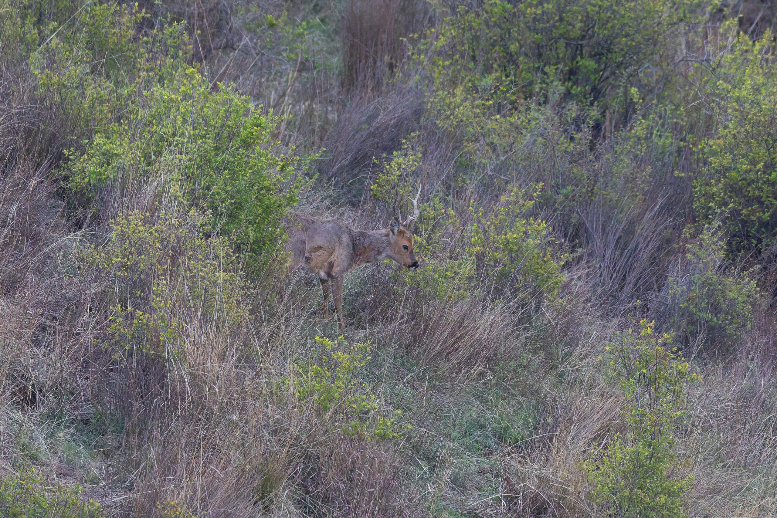 Eastern Roe Deer (image by Diedert Koppenol)