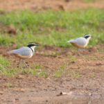 Egyptian Plovers (image by Diedert Koppenol)