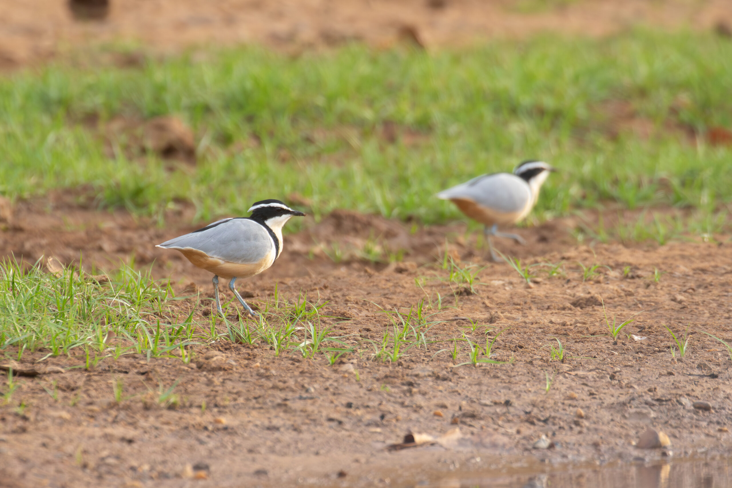 Egyptian Plovers (image by Diedert Koppenol)