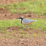 Egyptian Plover (image by Diedert Koppenol)