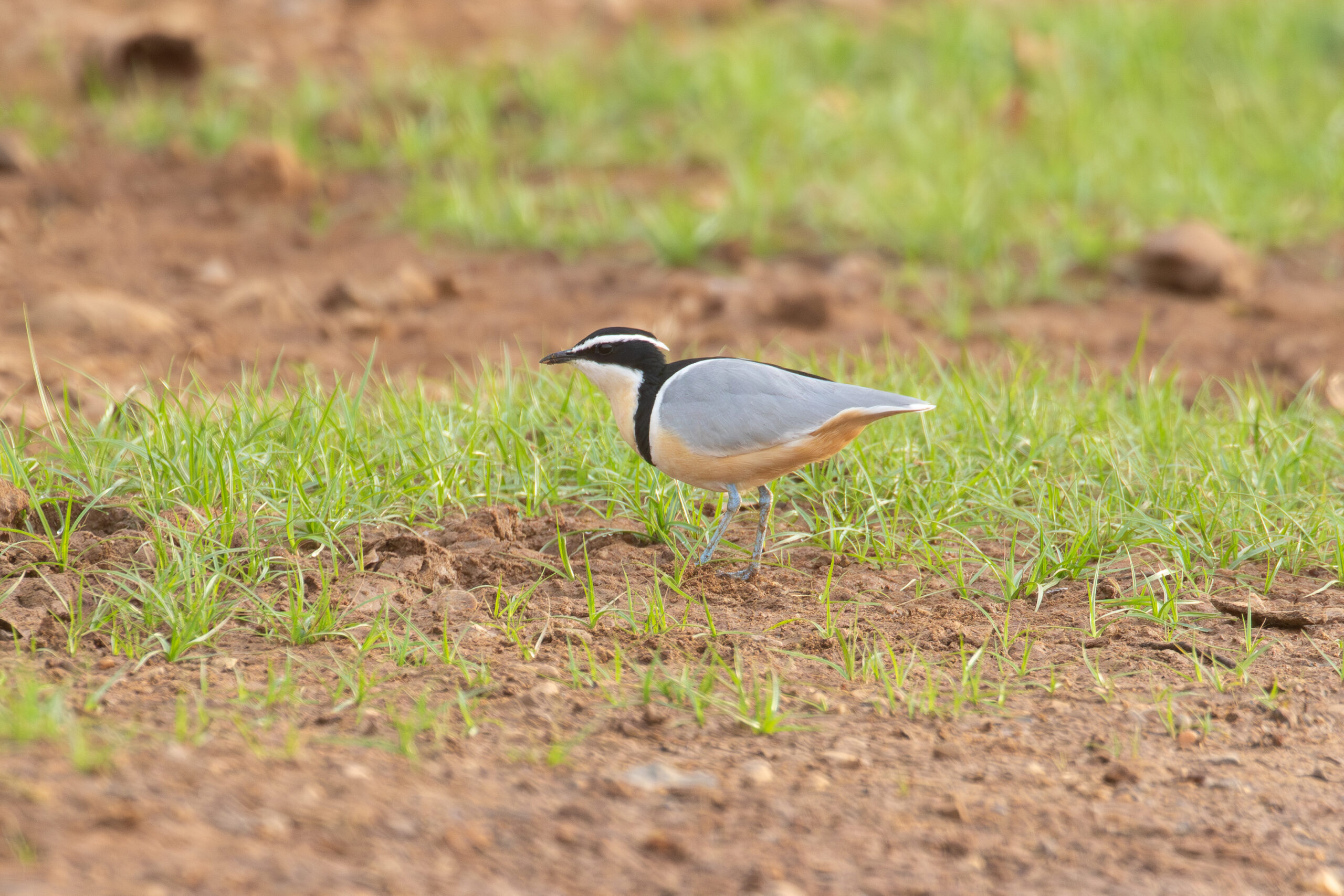 Egyptian Plover (image by Diedert Koppenol)
