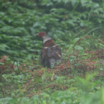 Elliot's Pheasant (image by Diedert Koppenol)