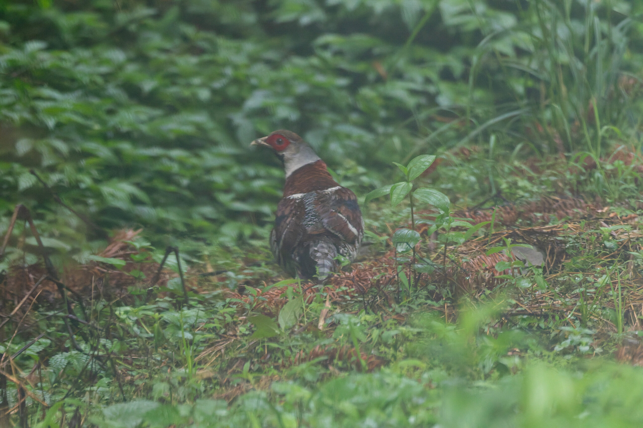 Elliot's Pheasant (image by Diedert Koppenol)