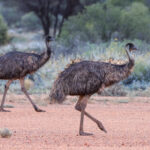 Emus (image by Hannu Jännes)
