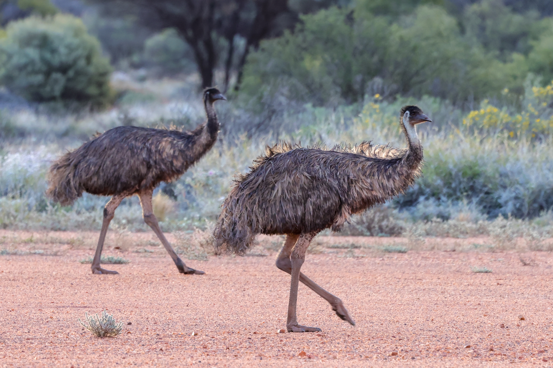Emus (image by Hannu Jännes)