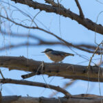Eurasian Nuthatch (image by Diedert Koppenol)