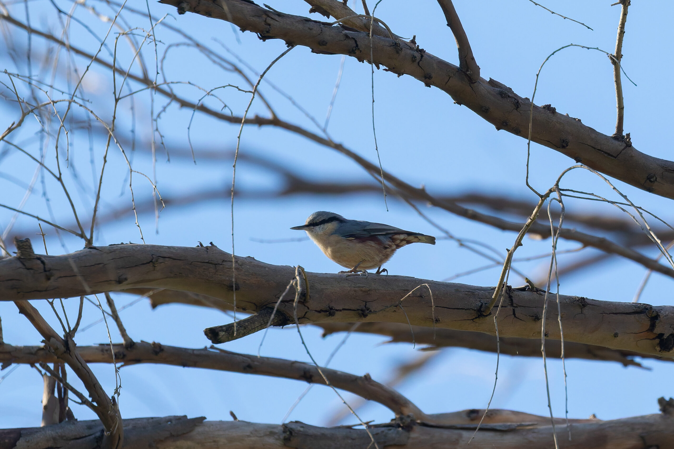 Eurasian Nuthatch (image by Diedert Koppenol)