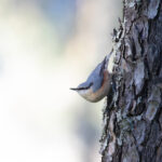Eurasian Nuthatch (image by Diedert Koppenol)