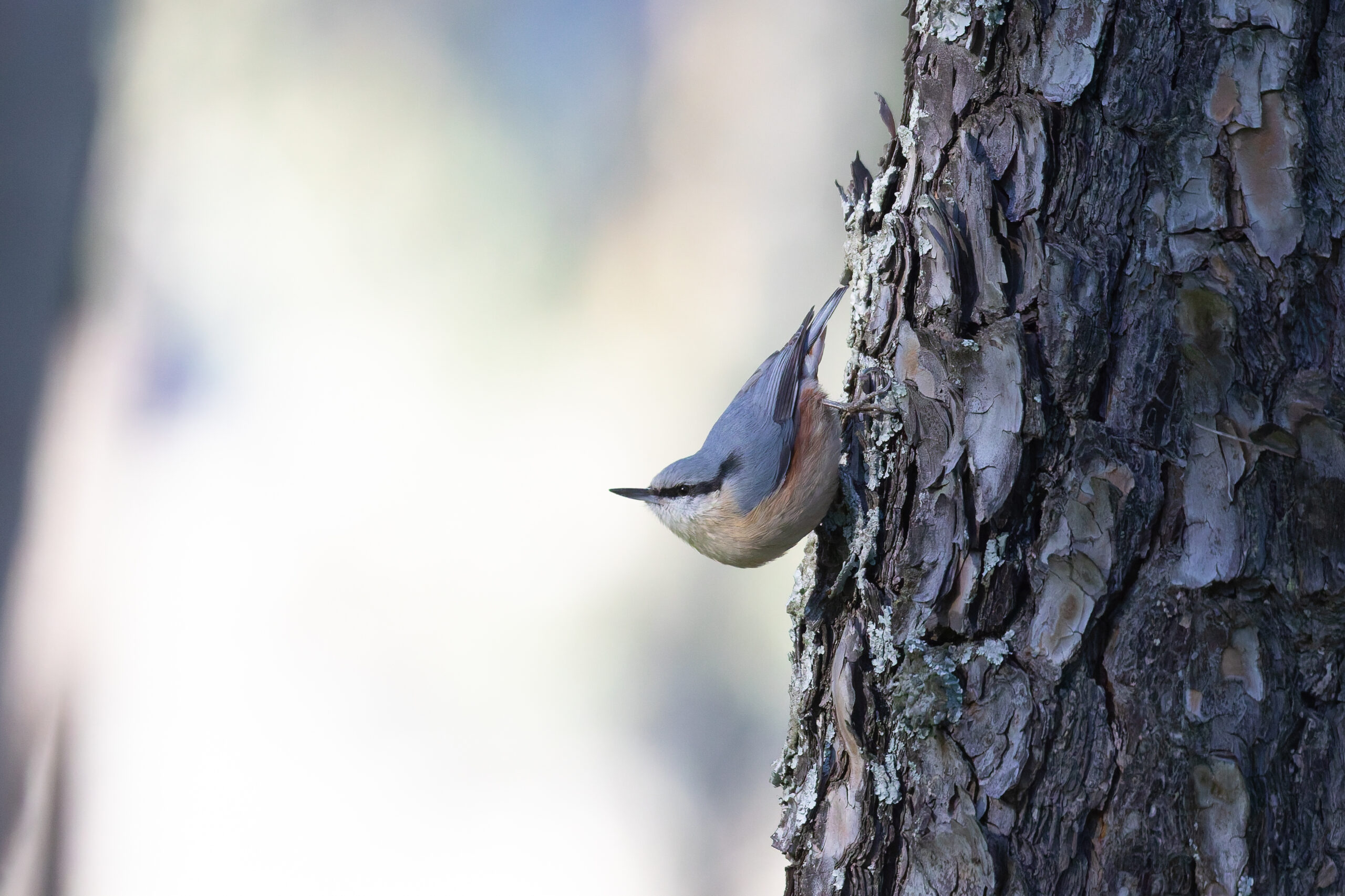 Eurasian Nuthatch (image by Diedert Koppenol)