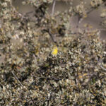 European Serin (image by Diedert Koppenol)