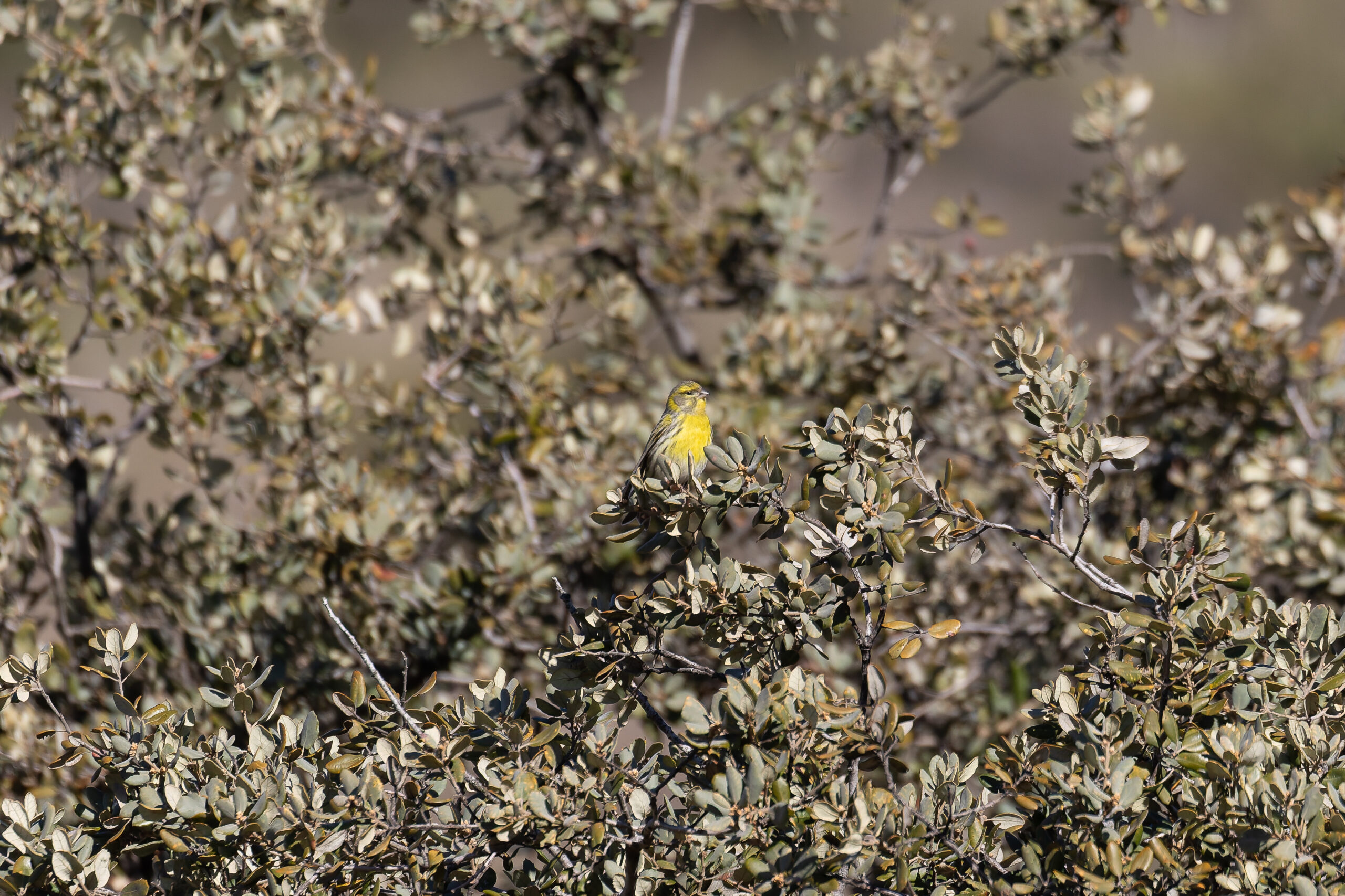 European Serin (image by Diedert Koppenol)