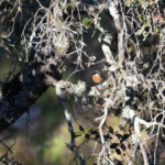 European Stonechat (image by Diedert Koppenol)