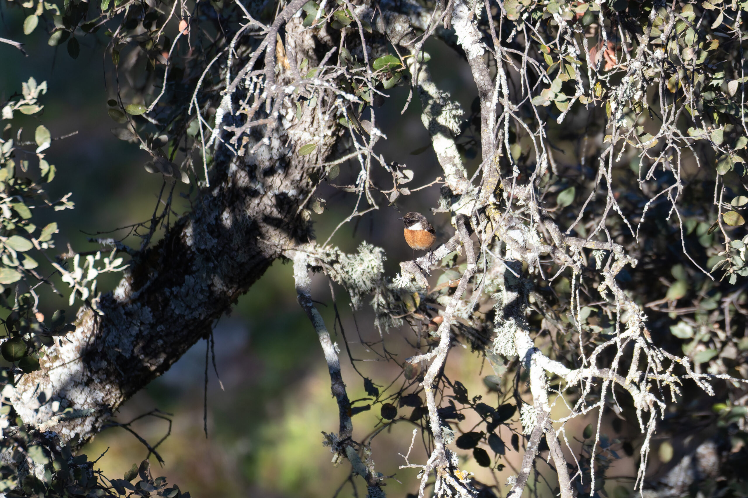 European Stonechat (image by Diedert Koppenol)
