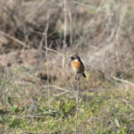 European Stonechat (image by Diedert Koppenol)
