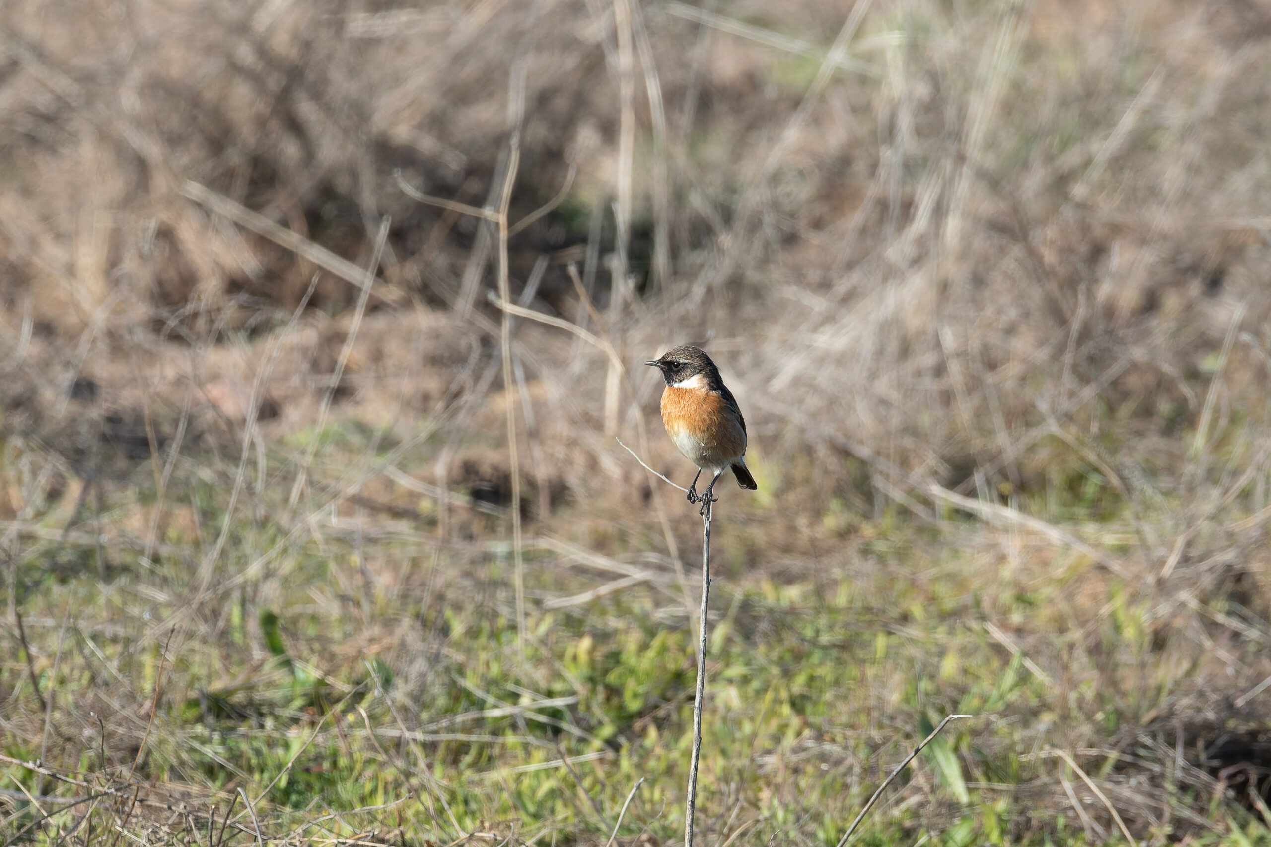 European Stonechat (image by Diedert Koppenol)