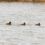 Ferruginous Ducks (image by Diedert Koppenol)