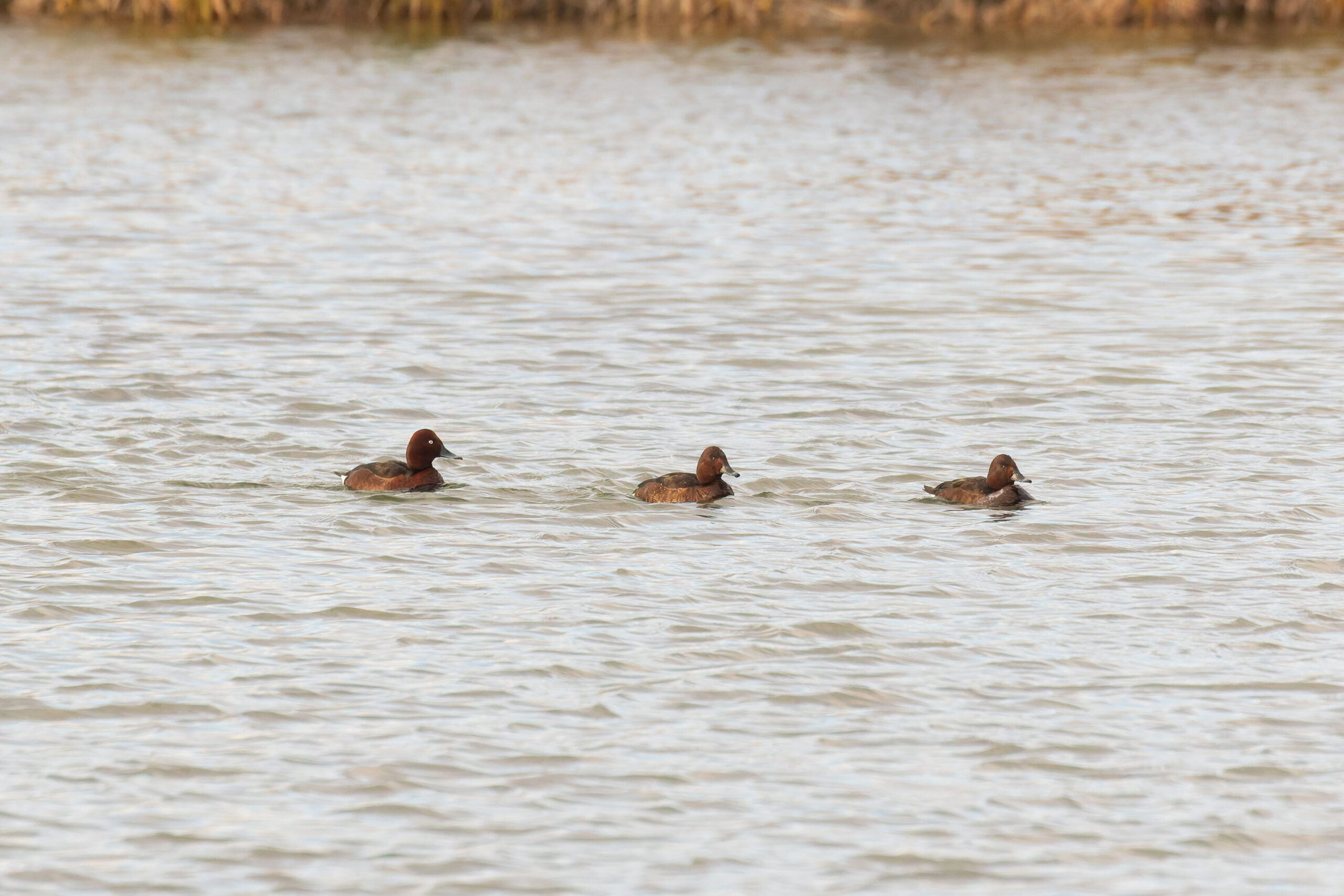 Ferruginous Ducks (image by Diedert Koppenol)