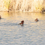 Ferruginous Ducks (image by Diedert Koppenol)