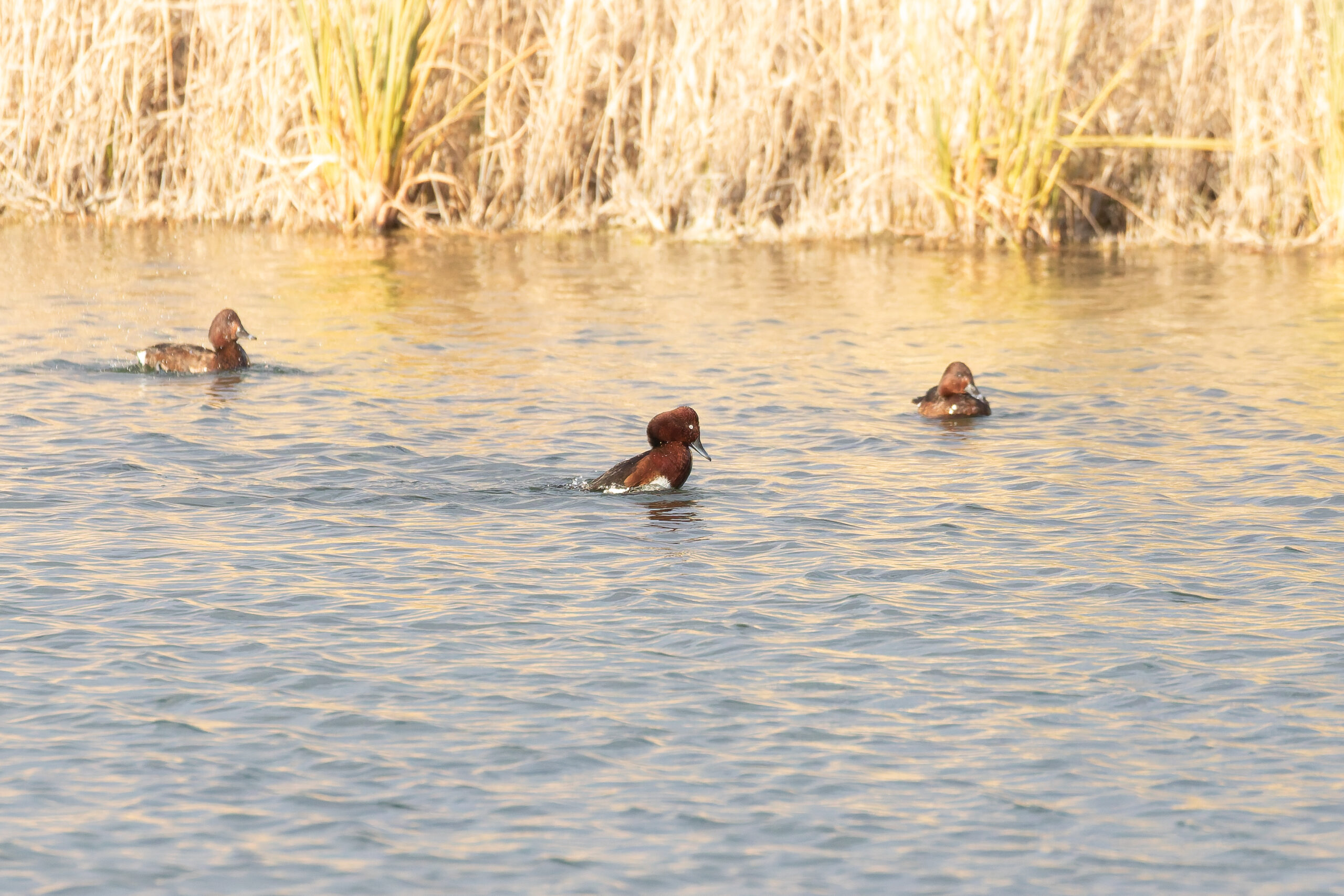 Ferruginous Ducks (image by Diedert Koppenol)
